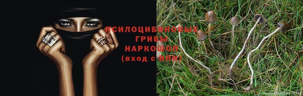 крисы Вязьма