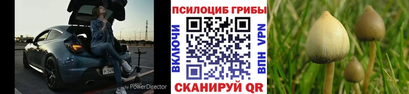 где продают наркотики  Тимашёвск  Галлюциногенные грибы прущие грибы 